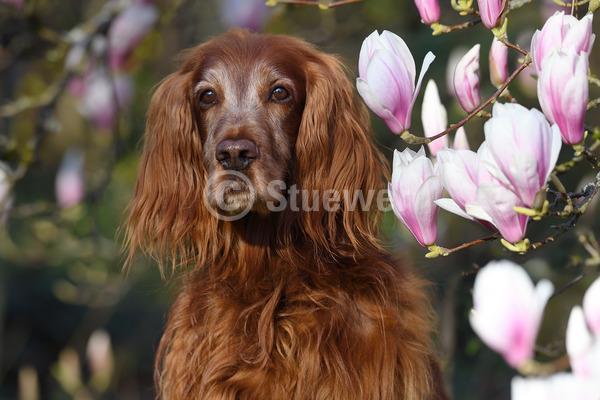 Sabine Stuewer Tierfoto -  ID117362 Stichwörter zum Bild: Querformat, Portrait, Frühjahr, Blüten, einzeln, rotbraun, Hündin, alter Hund, Irish Red Setter, Hunde