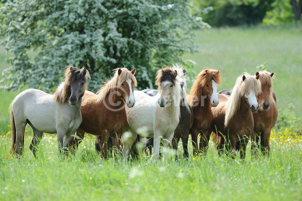 Sabine Stuewer Tierfoto -  ID173041 Stichwörter zum Bild: Querformat, Gangpferde, Gegenlicht, Frühjahr, stehen, Gruppe, Stute, Isländer, Pferde