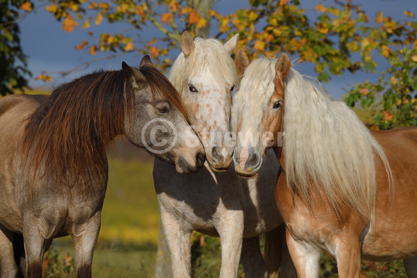 Sabine Stuewer Tierfoto -  ID227380 Stichwörter zum Bild: Freundschaft, Portrait, Herbst, beschnuppern, Gruppe, Stute, Haflinger, Curly Horse, Connemara, Pferde, Querformat