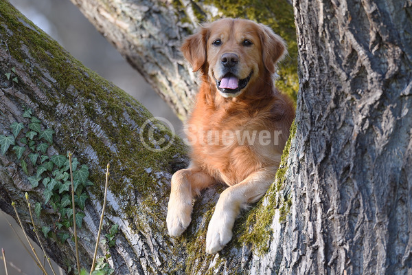 Sabine Stuewer Tierfoto -  ID246655 Stichwörter zum Bild: Querformat, liegen, Frühjahr, Baumstamm, einzeln, beige, Rüde, Golden Retriever, Hunde