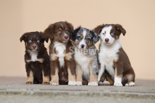 Sabine Stuewer Tierfoto -  ID256655 Stichwörter zum Bild: Querformat, sitzen, Mauer, Gruppe, Welpe, Mini Australian Shepherd, Hunde