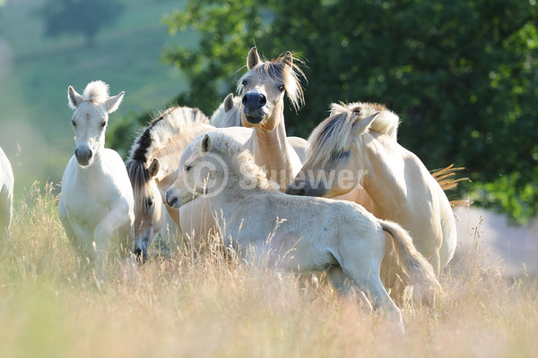 Sabine Stuewer Tierfoto -  ID275275 Stichwörter zum Bild: Querformat, Pony, Sommer, Gegenlicht, Gruppe, Stute mit Fohlen, Norweger, Pferde