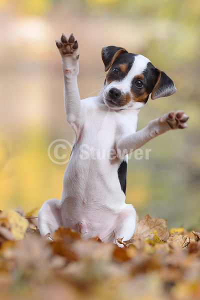 Sabine Stuewer Tierfoto -  ID276247 Stichwörter zum Bild: Hochformat, Humor, spielen, Herbst, Wald, einzeln, mehrfarbig, Welpe, Jack Russell Terrier, Hunde