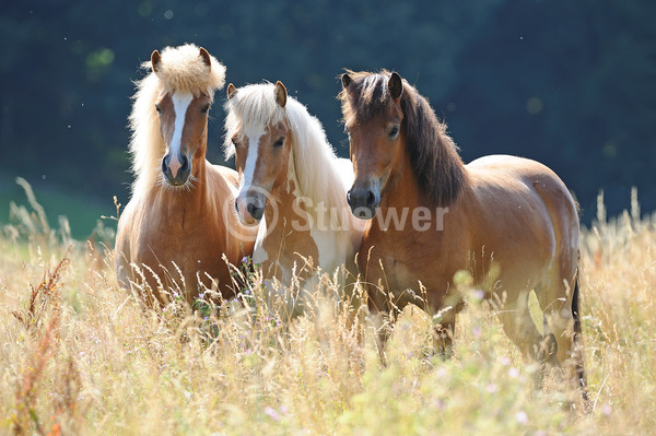 Sabine Stuewer Tierfoto -  ID283309 Stichwörter zum Bild: Querformat, Pony, Gangpferde, Sommer, Gegenlicht, stehen, Gruppe, Jungstute, Isländer, Pferde