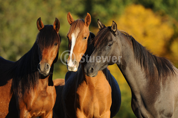 Sabine Stuewer Tierfoto -  ID345162 Stichwörter zum Bild: Querformat, Gangpferde, Portrait, Herbst, Gruppe, Stute, Paso Pferd, Paso Fino, Pferde