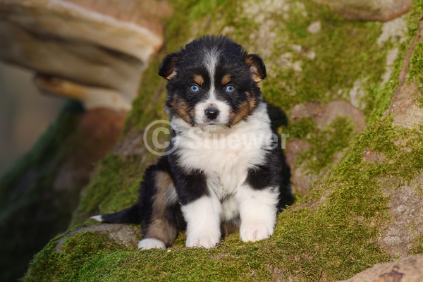 Sabine Stuewer Tierfoto -  ID348084 Stichwörter zum Bild: Querformat, sitzen, Frühjahr, Baumstamm, einzeln, dreifarbig, Welpe, Australian Shepherd, Hunde