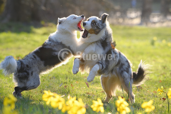 Sabine Stuewer Tierfoto -  ID361899 Stichwörter zum Bild: Querformat, spielen, beißen, Gegenlicht, Frühjahr, Wiese, Blumen, Paar, blue merle, Rüde, Junghund, Australian Shepherd, Hunde