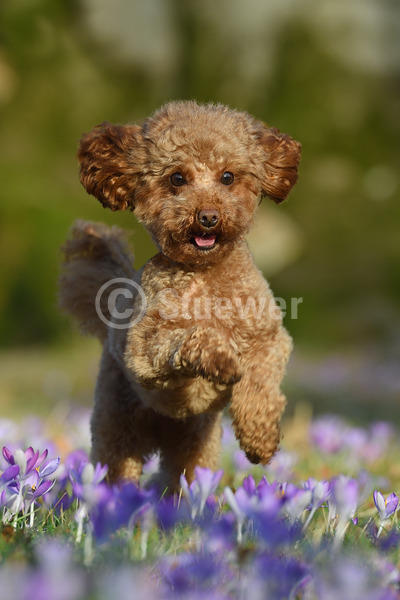 Sabine Stuewer Tierfoto -  ID390159 Stichwörter zum Bild: Hochformat, rennen, Frühjahr, Blumen, einzeln, braun, Hündin, Zwergpudel, Pudel, Hunde