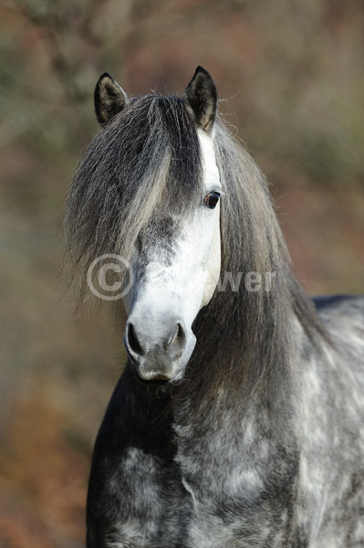 Sabine Stuewer Tierfoto -  ID393177 Stichwörter zum Bild: Hochformat, Portrait, Herbst, einzeln, Apfelschimmel, Hengst, Aegidienberger, Pferde