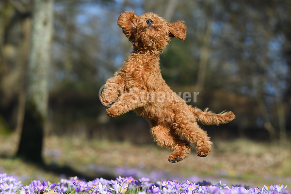 Sabine Stuewer Tierfoto -  ID396823 Stichwörter zum Bild: Querformat, Humor, springen, Frühjahr, Wiese, Blumen, einzeln, braun, Welpe, Zwergpudel, Pudel, Hunde