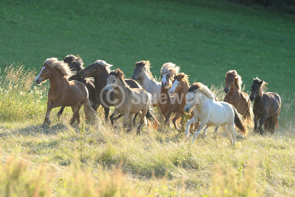 Sabine Stuewer Tierfoto -  ID470781 Stichwörter zum Bild: Querformat, Gangpferde, Bewegung, Sommer, Gegenlicht, Abendstimmung, Galopp, Herde, Junghengst, Isländer, Pferde