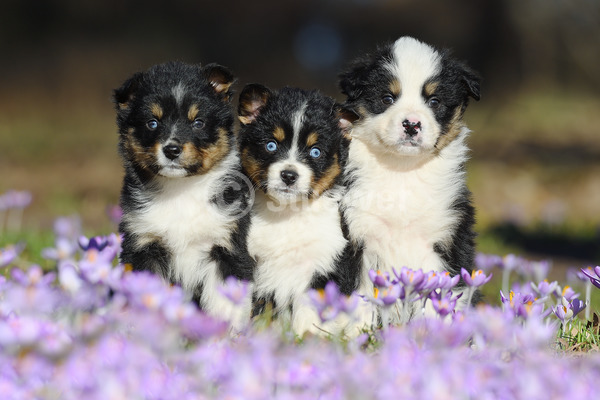 Sabine Stuewer Tierfoto -  ID491508 Stichwörter zum Bild: Querformat, sitzen, Frühjahr, Blumen, Gruppe, dreifarbig, Welpe, Australian Shepherd, Hunde