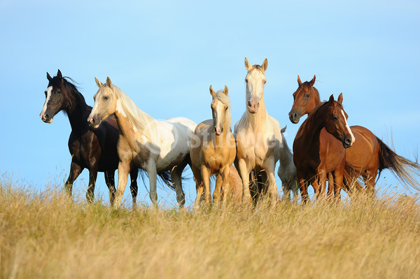 Sabine Stuewer Tierfoto -  ID505895 Stichwörter zum Bild: Gangpferde, Sommer, Himmel, Herde, Gruppe, Stute, Tennessee Walking Horse, American Saddlebred, Pferde, Querformat