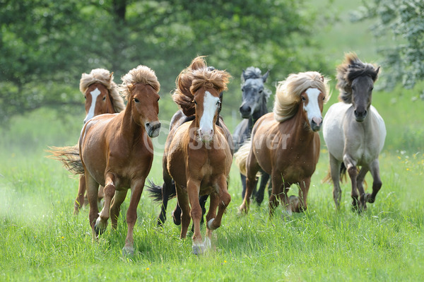 Sabine Stuewer Tierfoto -  ID569429 Stichwörter zum Bild: Querformat, Gangpferde, Bewegung, Gegenlicht, Frühjahr, Galopp, Gruppe, Stute, Isländer, Pferde
