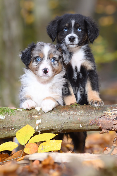 Sabine Stuewer Tierfoto -  ID570556 Stichwörter zum Bild: Hochformat, Herbst, Wald, Baumstamm, Paar, Welpe, Mini Australian Shepherd, Hunde