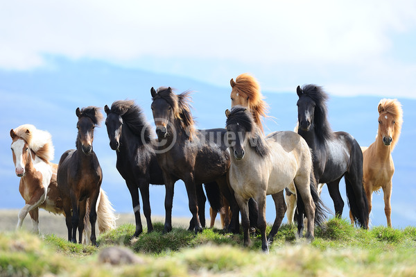 Sabine Stuewer Tierfoto -  ID591323 Stichwörter zum Bild: Island, Querformat, Pony, Gangpferde, Sommer, Gegenlicht, stehen, Herde, Gruppe, Junghengst, Isländer, Pferde