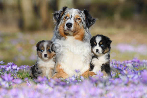 Sabine Stuewer Tierfoto -  ID598271 Stichwörter zum Bild: Querformat, Frühjahr, Blumen, Gruppe, Hündin mit Welpe, Australian Shepherd, Hunde