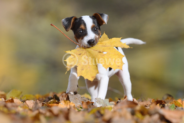 Sabine Stuewer Tierfoto -  ID652408 Stichwörter zum Bild: Querformat, Humor, spielen, Herbst, Wald, einzeln, mehrfarbig, Welpe, Jack Russell Terrier, Hunde