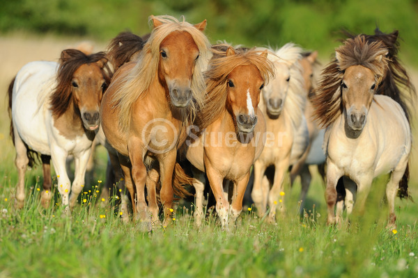 Sabine Stuewer Tierfoto -  ID747451 Stichwörter zum Bild: Querformat, Pony, Bewegung, Sommer, Gruppe, Jungstute, Mini-Shetlandpony, Pferde