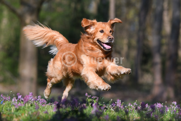 Sabine Stuewer Tierfoto -  ID758175 Stichwörter zum Bild: Querformat, rennen, Frühjahr, Blumen, einzeln, beige, Rüde, Golden Retriever, Hunde