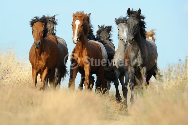 Sabine Stuewer Tierfoto -  ID795699 Stichwörter zum Bild: Paso Fino, Pferde, Junghengst, Jungstute, Gruppe, Himmel, Sommer, Bewegung, Gangpferde, Querformat