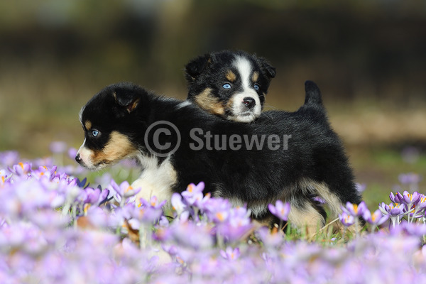 Sabine Stuewer Tierfoto -  ID848007 Stichwörter zum Bild: Querformat, Frühjahr, Blumen, Paar, dreifarbig, Welpe, Australian Shepherd, Hunde