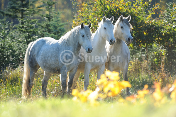 Sabine Stuewer Tierfoto -  ID883172 Stichwörter zum Bild: Querformat, Pony, Herbst, Gegenlicht, stehen, Gruppe, Schimmel, Apfelschimmel, Jungstute, Connemara, Pferde