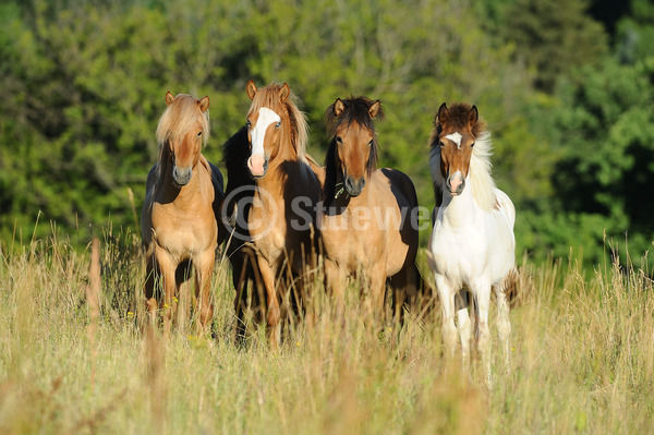 Sabine Stuewer Tierfoto -  ID912227 Stichwörter zum Bild: Querformat, Gangpferde, Sommer, Abendstimmung, stehen, Gruppe, Junghengst, Isländer, Pferde