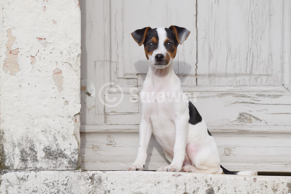 Sabine Stuewer Tierfoto -  ID913793 Stichwörter zum Bild: Querformat, sitzen, Treppe, einzeln, dreifarbig, Welpe, Jack Russell Terrier, Hunde
