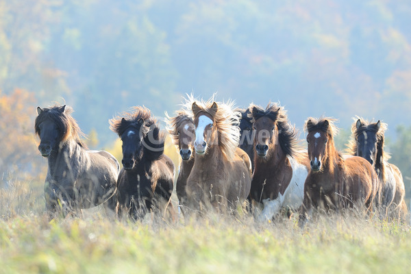 Sabine Stuewer Tierfoto -  ID941095 Stichwörter zum Bild: Querformat, Gangpferde, Bewegung, Herbst, Gegenlicht, Herde, Gruppe, Junghengst, Isländer, Pferde