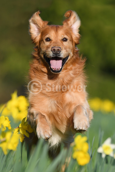 Sabine Stuewer Tierfoto -  ID943418 Stichwörter zum Bild: Hochformat, rennen, Frühjahr, Blumen, einzeln, beige, Rüde, Golden Retriever, Hunde